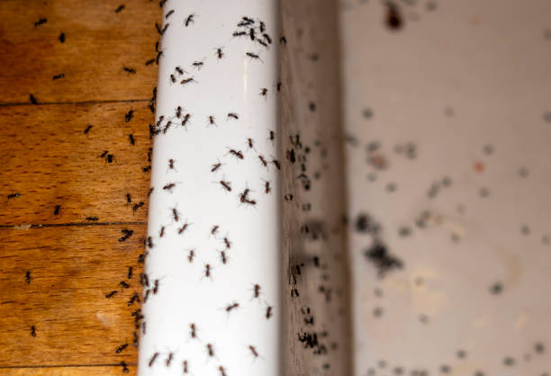 Pest Control Cost in Lone Jack, MO