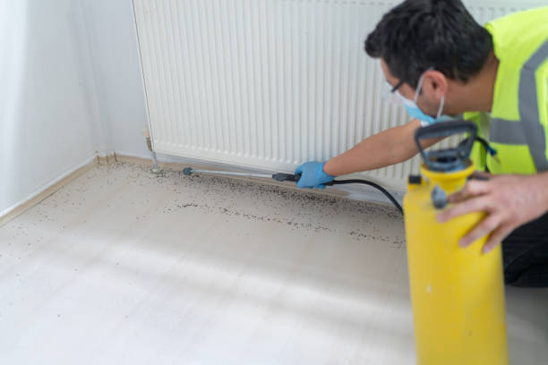 Best Wasp Removal Services  in Lone Jack, MO