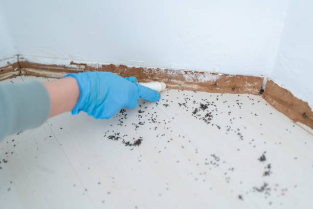 Best Flea Control Services  in Lone Jack, MO